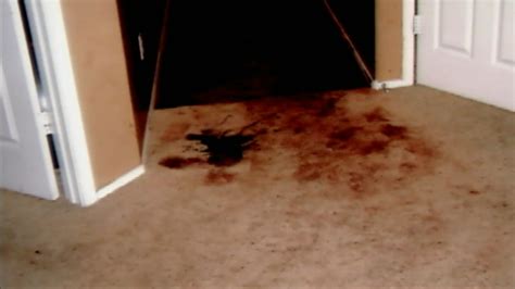 jodi arias crime scene photos|Jodi Arias 